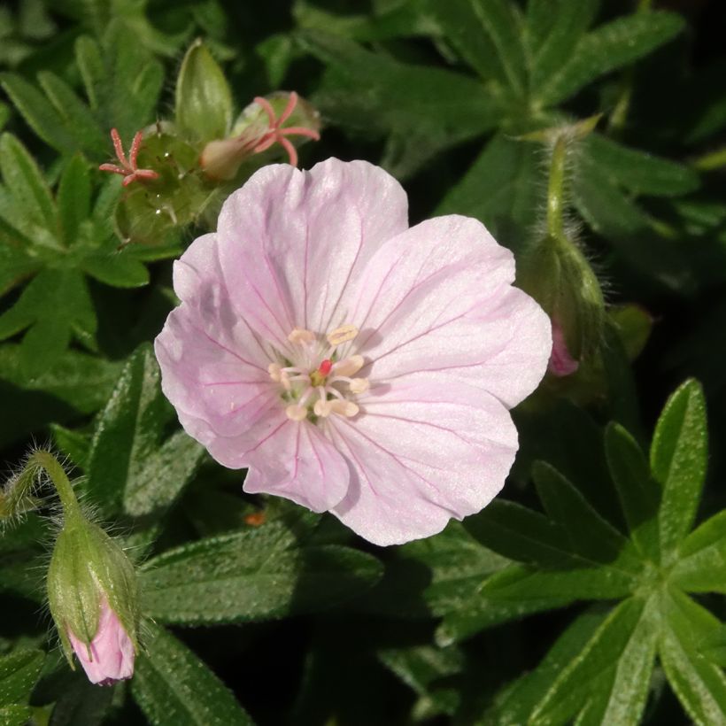 Geranium sanguineum Frivolius Pink - Geranio de sangre (Floración)
