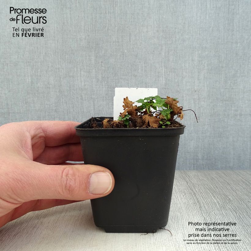 Geranio cantabria Biokovo Maceta de 8/9 cm Ejemplar entregado en invierno