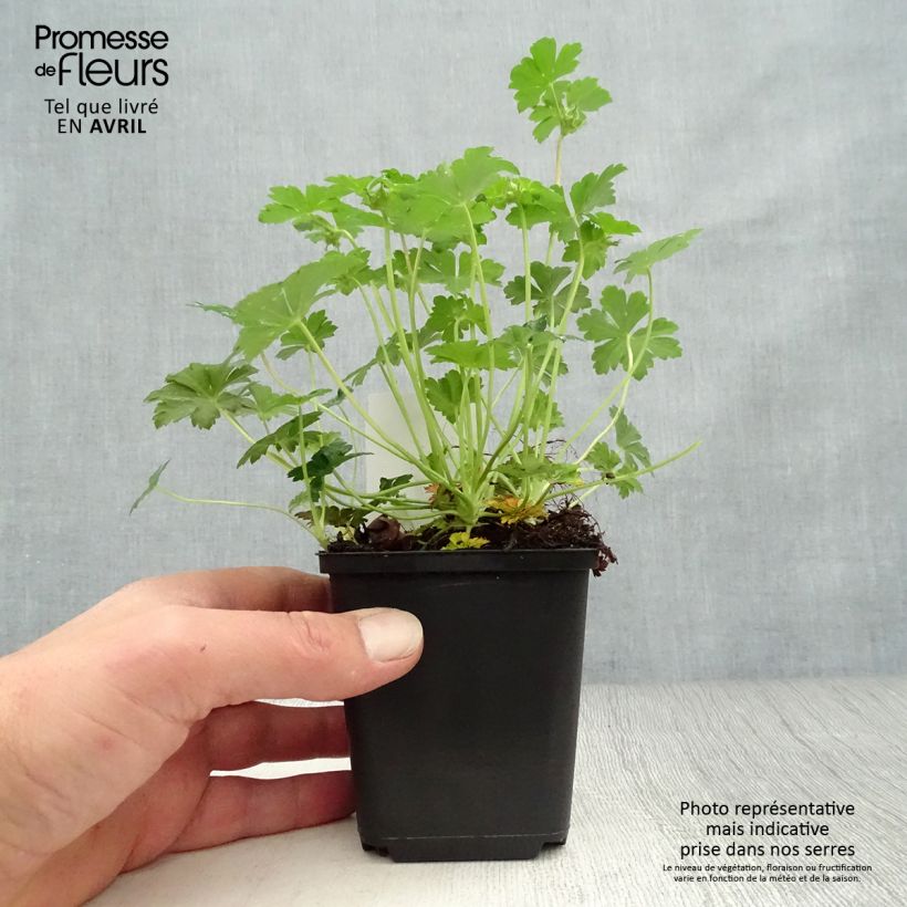 Geranio cantabria Biokovo Maceta de 8/9 cm Ejemplar entregado en la primavera