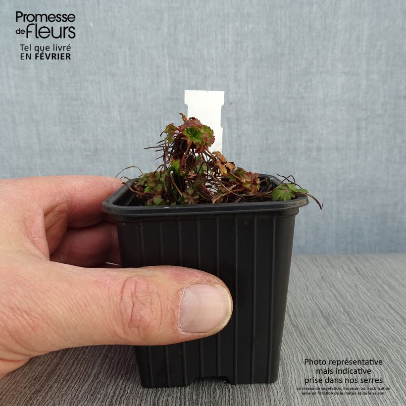 Geranio cantabria Intense Maceta de 8/9 cm Ejemplar entregado en invierno