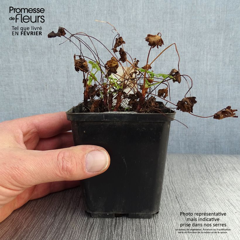 Geranio cantabria Karmina Maceta de 8/9 cm Ejemplar entregado en invierno