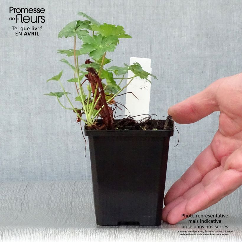 Geranio cantabria Karmina Maceta de 8/9 cm Ejemplar entregado en la primavera