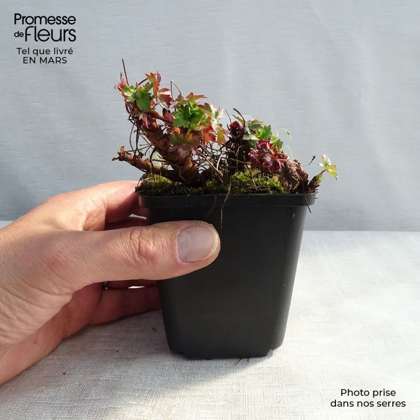 Geranio cantabria St Ola Maceta de 8/9 cm Ejemplar entregado en invierno