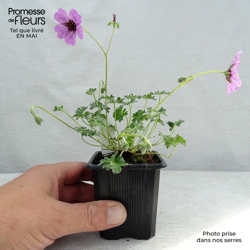 Geranium cinereum Ballerina - Geranio vivaz Maceta de 8/9 cm Ejemplar entregado en la primavera
