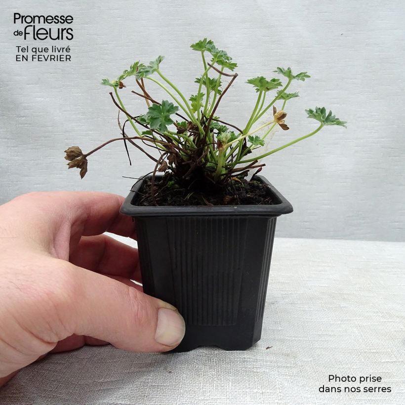 Geranium cinereum Ballerina - Geranio vivaz Maceta de 8/9 cm Ejemplar entregado en invierno