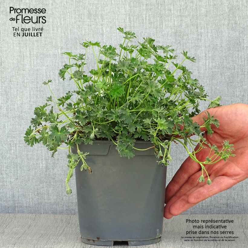 Ejemplar de Geranium cinereum Ballerina - Geranio vivaz Maceta 2L/3L entregado en verano