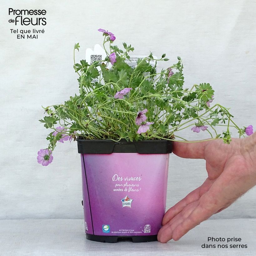 Geranium cinereum Ballerina - Geranio vivaz Maceta 2L/3L Ejemplar entregado en la primavera
