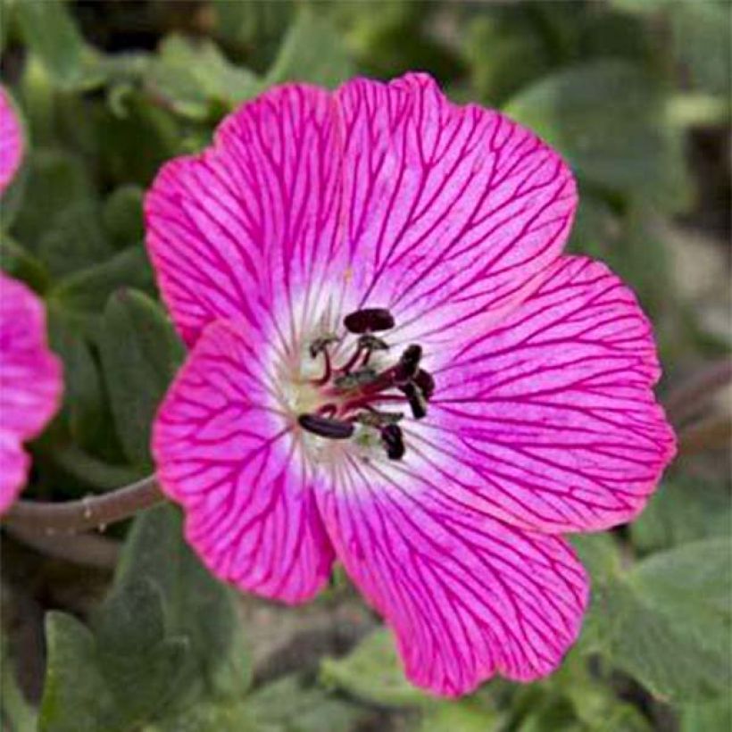 Geranio cinereum Jolly Jewel Hot Pink - Geranio vivaz (Floración)