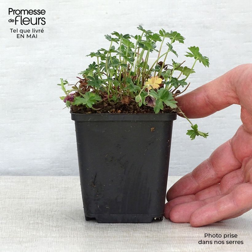 Geranio cinereum Jolly Jewel Night - Geranio vivaz Maceta de 8/9 cm Ejemplar entregado en la primavera