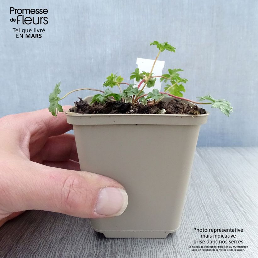 Geranio cinereum Jolly Jewel Hot Pink - Geranio vivaz Maceta de 8/9 cm Ejemplar entregado en la primavera