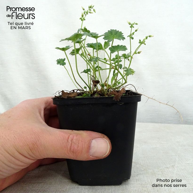 Geranio cinereum Jolly Jewel Red Improved - Geranio vivaz Maceta de 8/9 cm Ejemplar entregado en la primavera