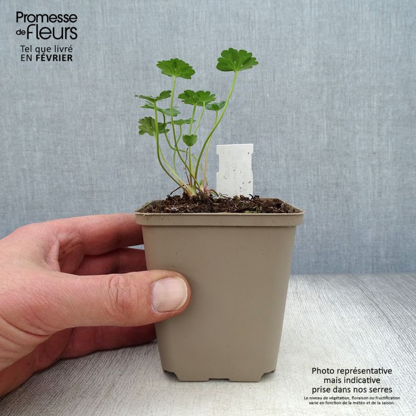 Geranio cinereum Jolly Jewel Red Improved - Geranio vivaz Maceta de 8/9 cm Ejemplar entregado en invierno