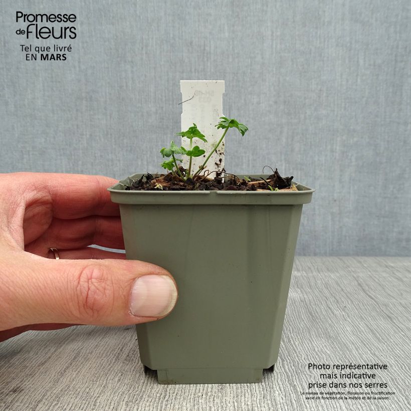 Geranio cinereum Jolly Jewel™ Salmon - Geranio vivaz Maceta de 8/9 cm Ejemplar entregado en la primavera