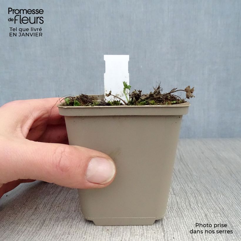 Geranio cinereum Jolly Jewel Violet - Geranio vivaz Maceta de 8/9 cm Ejemplar entregado en invierno