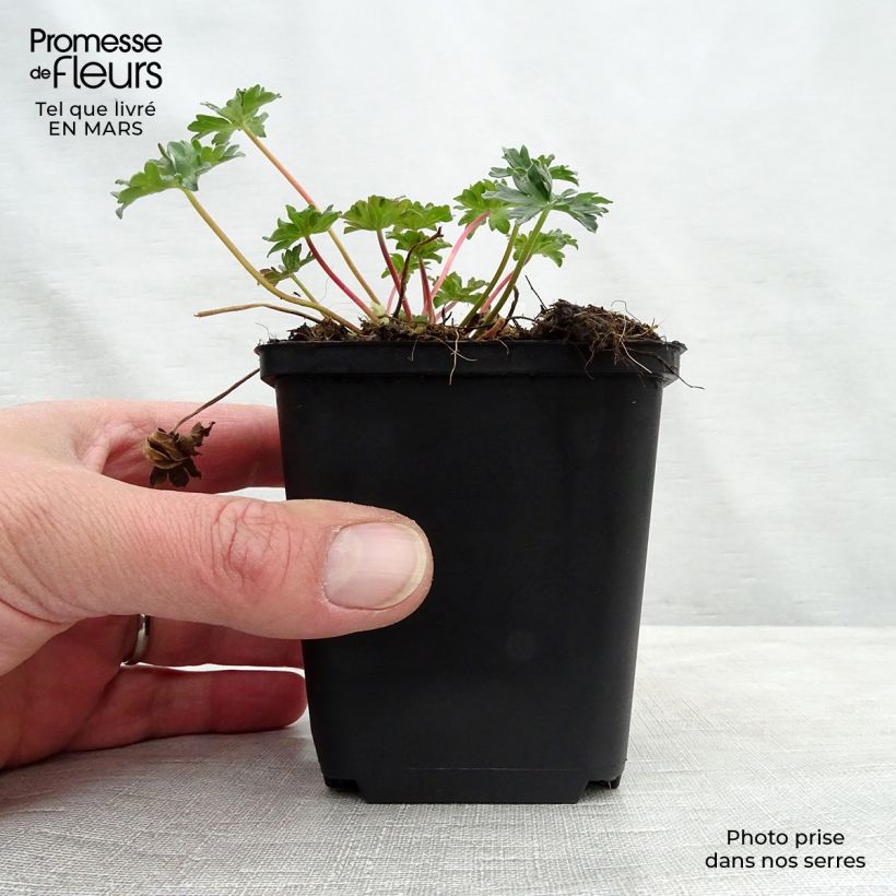 Geranio cinereum Laurence Flatman - Geranio vivaz Maceta de 8/9 cm Ejemplar entregado en la primavera