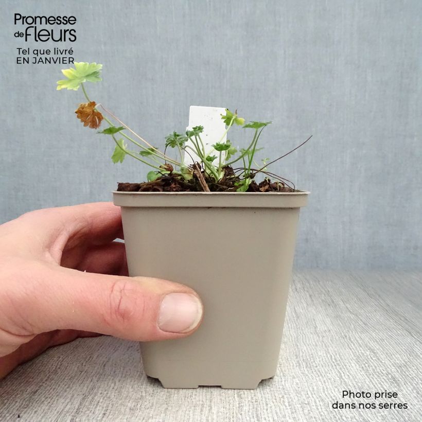 Geranio cinereum v. subcaulescens Giuseppii - Geranio vivaz Maceta de 8/9 cm Ejemplar entregado en invierno