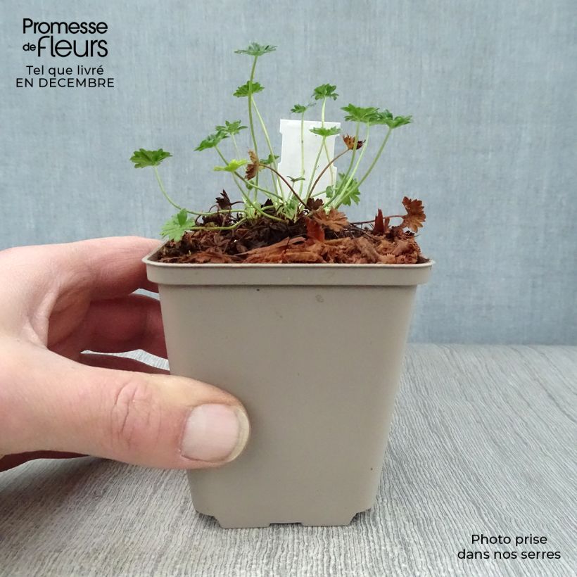 Geranio cinereum v. subcaulescens - Geranio vivaz Maceta de 8/9 cm Ejemplar entregado en invierno