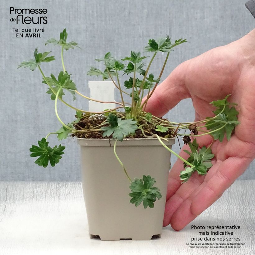 Geranio cinereum v. subcaulescens - Geranio vivaz Maceta de 8/9 cm Ejemplar entregado en la primavera