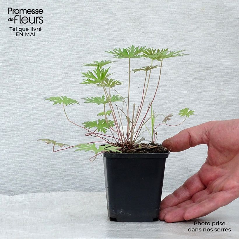 Geranio clarkei Kashmir Blue - Geranio vivaz Maceta de 8/9 cm Ejemplar entregado en la primavera