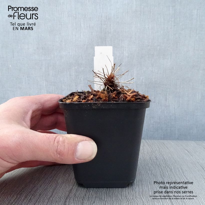 Geranio clarkei Kashmir Pink - Geranio vivaz Maceta de 8/9 cm Ejemplar entregado en la primavera