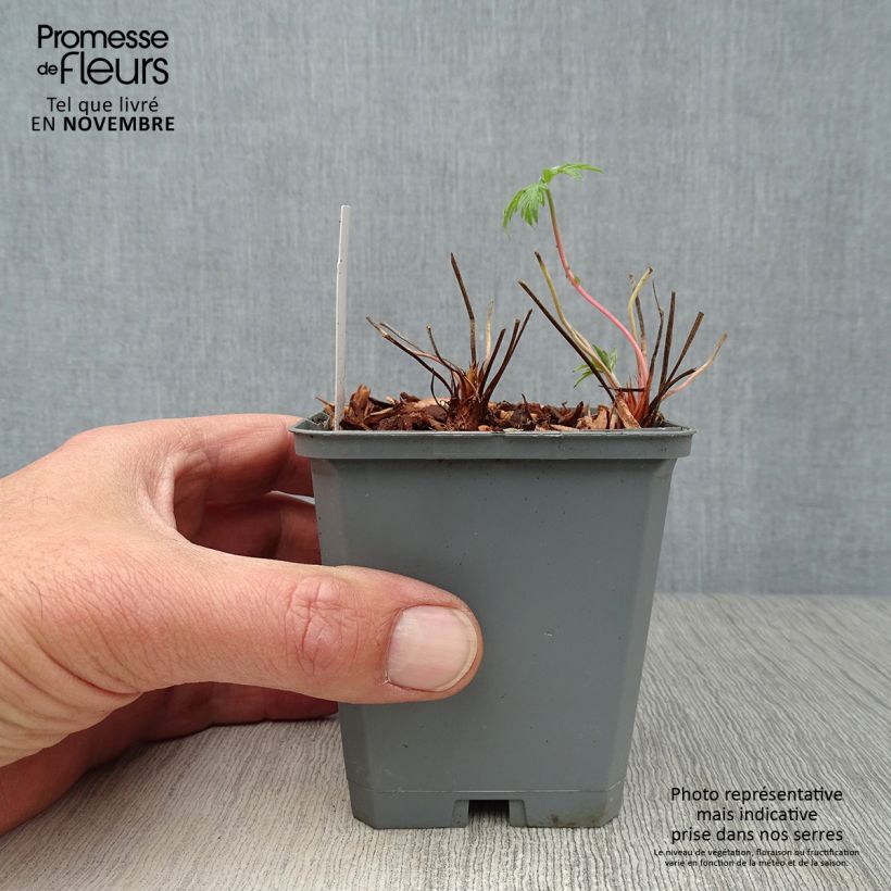 Ejemplar de Geranio clarkei Kashmir White - Geranio vivaz Maceta de 8/9 cm entregado en otoño