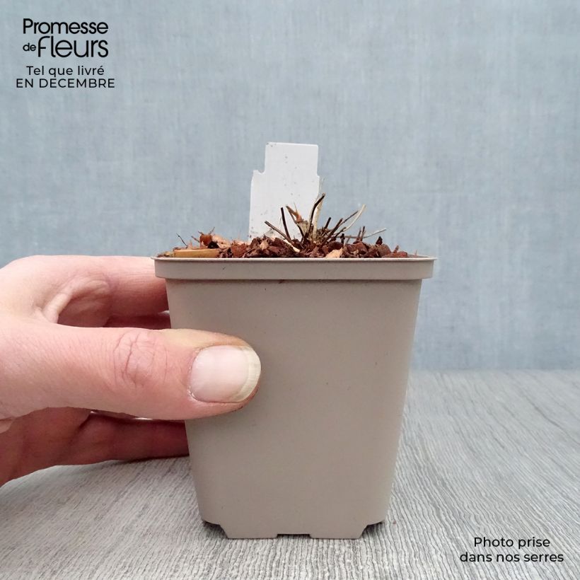 Geranio clarkei Kashmir White - Geranio vivaz Maceta de 8/9 cm Ejemplar entregado en invierno