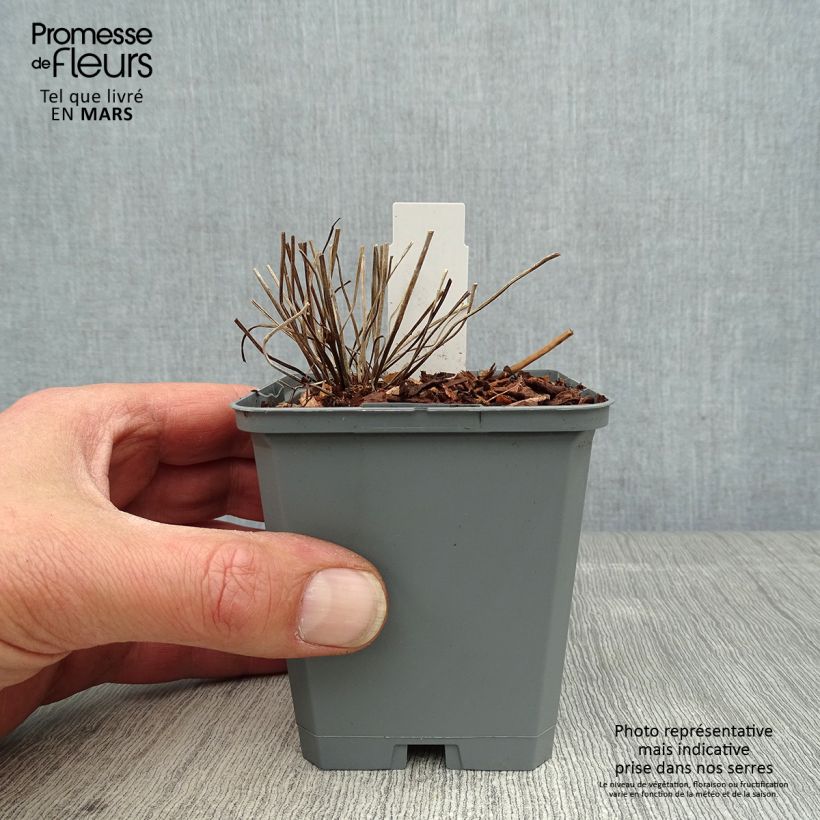 Geranio clarkei Kashmir White - Geranio vivaz Maceta de 8/9 cm Ejemplar entregado en la primavera