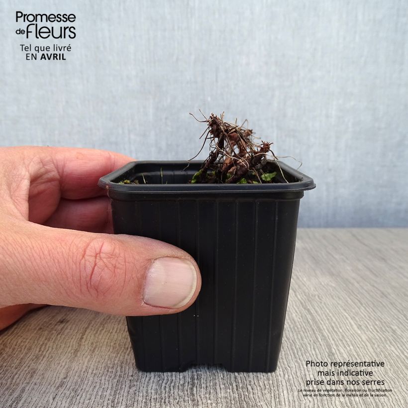 Geranio dalmaticum Bressingham Pink - Geranio vivaz Maceta de 8/9 cm Ejemplar entregado en la primavera