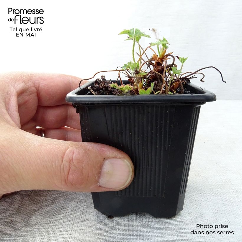 Geranio endressii - Geranio vivaz Maceta de 8/9 cm Ejemplar entregado en la primavera