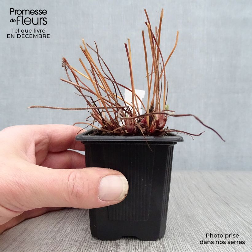 Geranio endressii - Geranio vivaz Maceta de 8/9 cm Ejemplar entregado en invierno