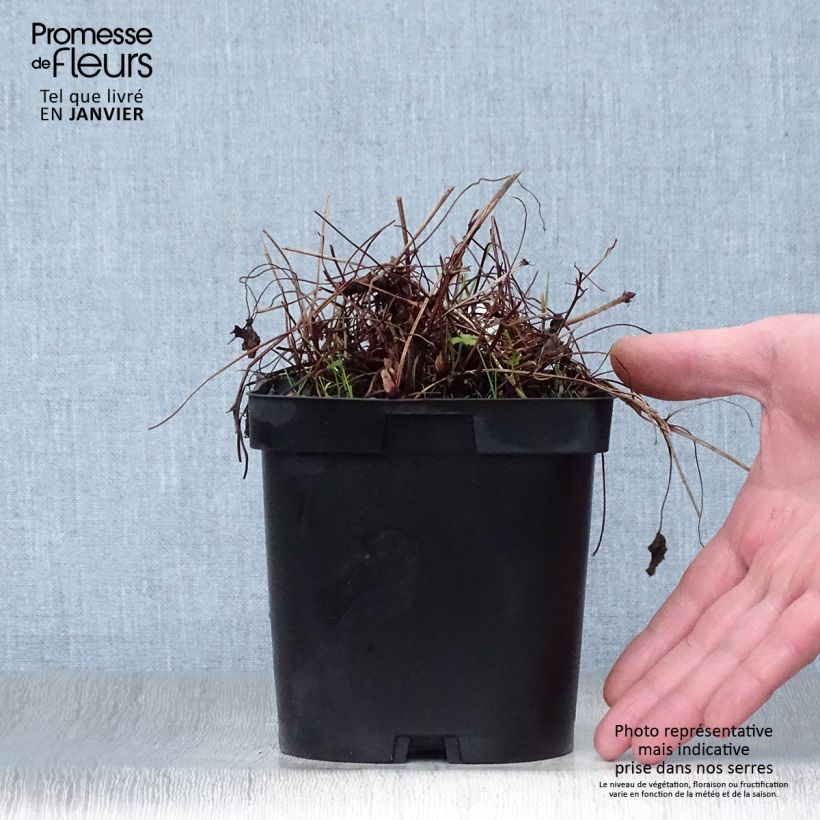 Geranio endressii - Geranio vivaz Maceta 2L/3L Ejemplar entregado en invierno