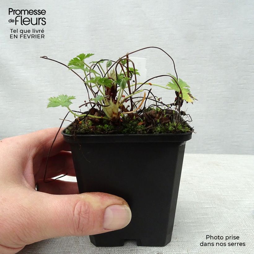 Geranio endressii Wargrave Pink - Geranio vivaz Maceta de 8/9 cm Ejemplar entregado en invierno