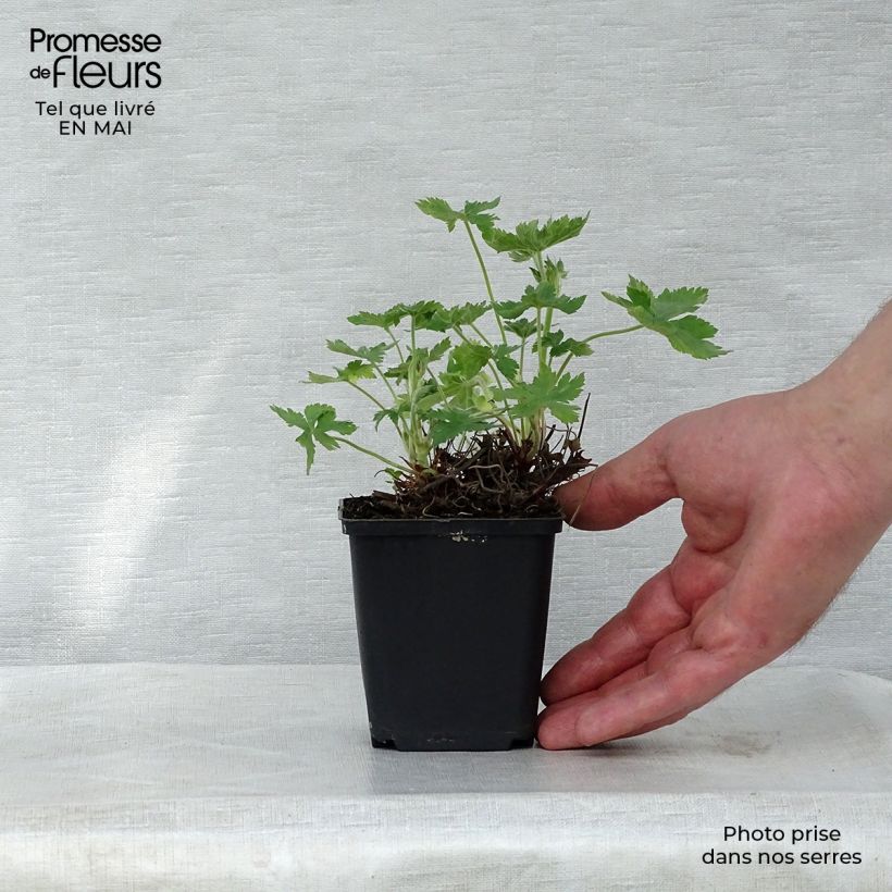 Geranio endressii Wargrave Pink - Geranio vivaz Maceta de 8/9 cm Ejemplar entregado en la primavera