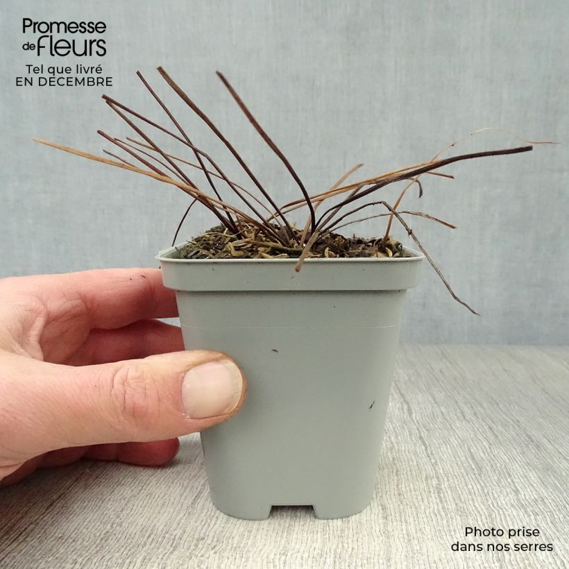 Geranio del Himalaya Azul - Geranium himalayense Maceta de 8/9 cm Ejemplar entregado en invierno