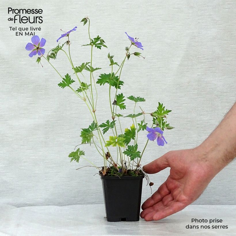 Geranio del Himalaya Azul - Geranium himalayense Maceta de 8/9 cm Ejemplar entregado en la primavera