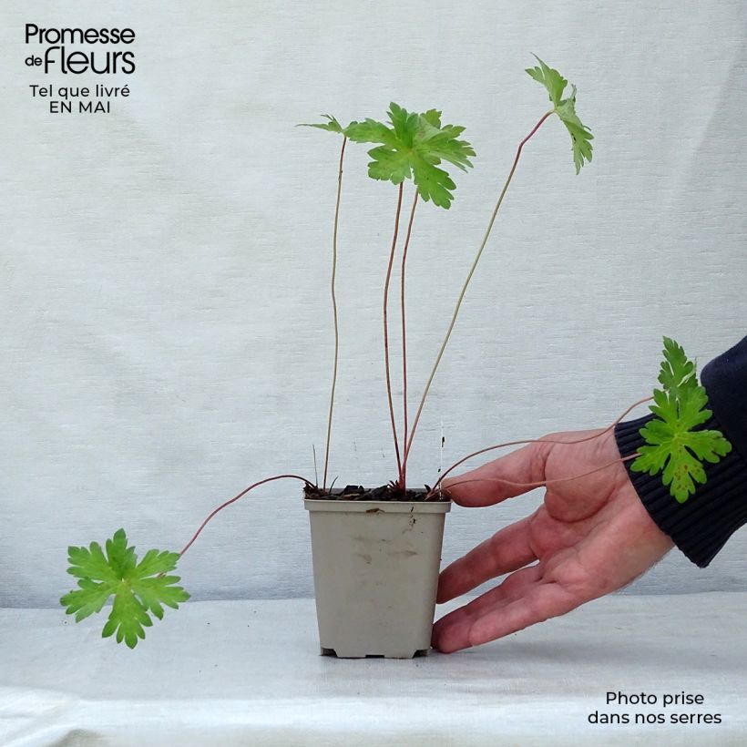 Geranio del Himalaya Blanco - Geranium Derrick Cook Maceta de 8/9 cm Ejemplar entregado en la primavera