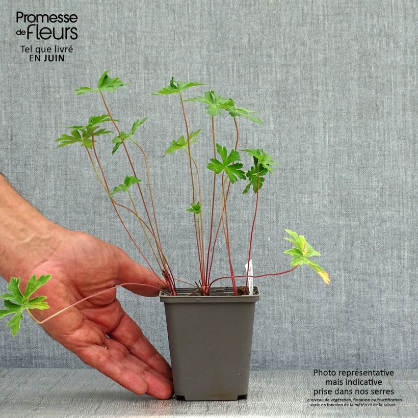 Ejemplar de Geranio del Himalaya Blanco - Geranium Derrick Cook Maceta de 8/9 cm entregado en verano