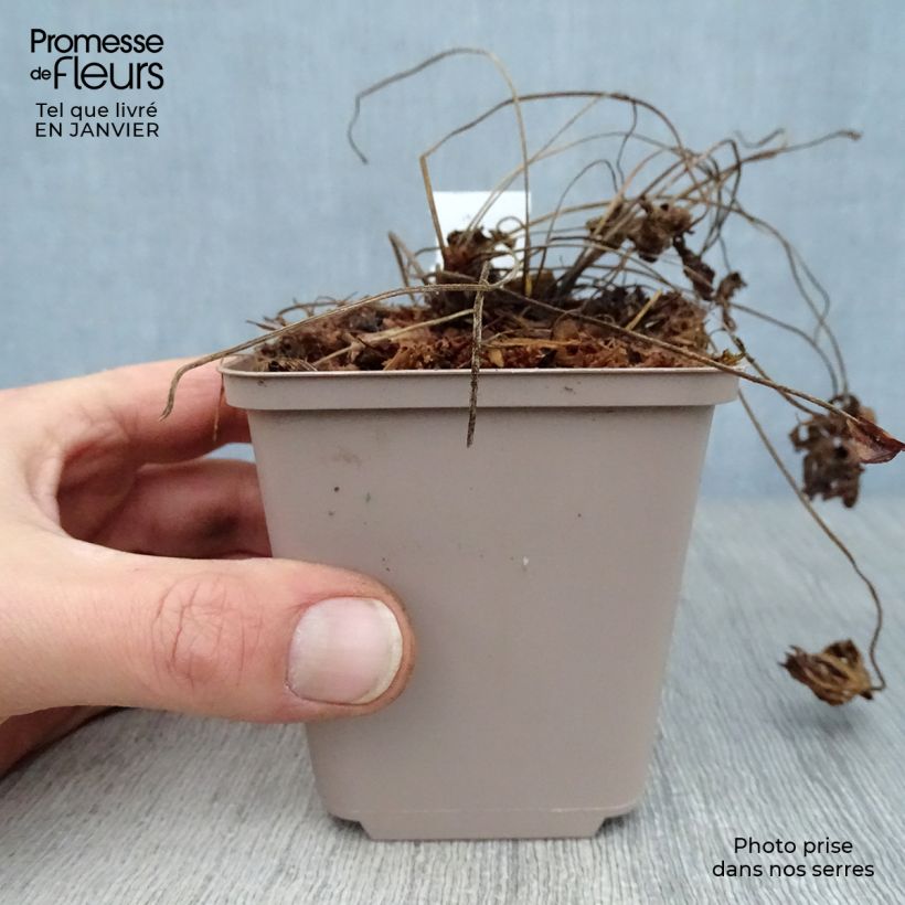 Geranio del Himalaya Blanco - Geranium Derrick Cook Maceta de 8/9 cm Ejemplar entregado en invierno