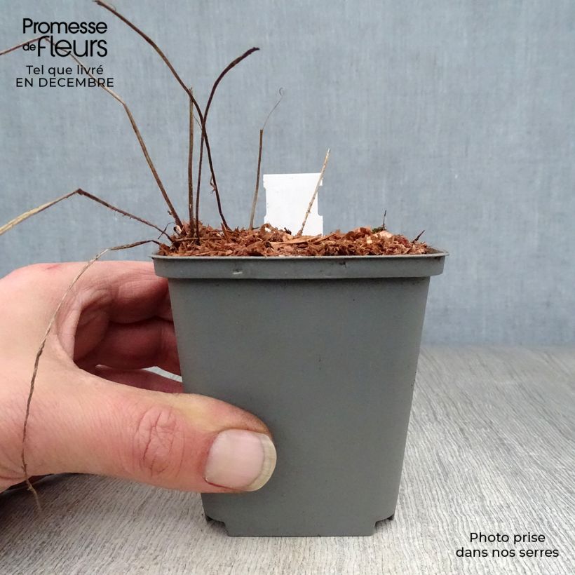 Geranio del Himalaya Azul - Geranium Gravetye Maceta de 8/9 cm Ejemplar entregado en invierno