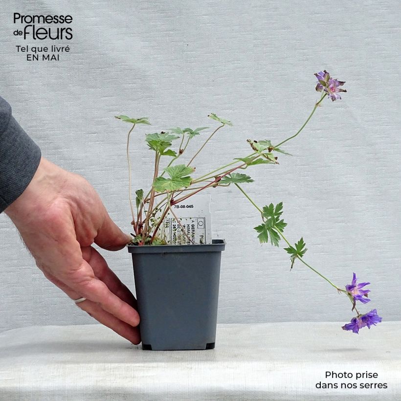 Geranio del Himalaya Pleno - Geranium himalayense Plenum Maceta de 8/9 cm Ejemplar entregado en la primavera