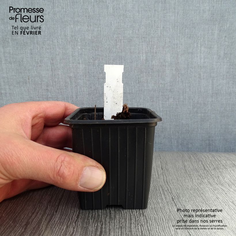 Geranio del Himalaya Pleno - Geranium himalayense Plenum Maceta de 8/9 cm Ejemplar entregado en invierno