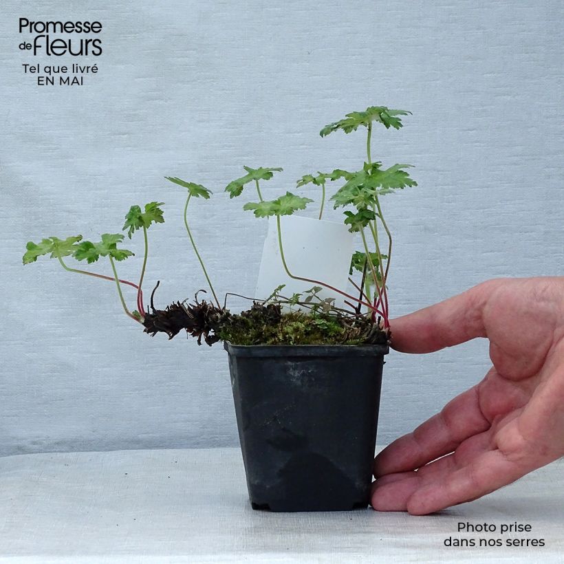Geranium ibericum - Geranio vivaz Maceta de 8/9 cm Ejemplar entregado en la primavera