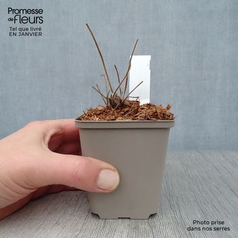 Geranium ibericum - Geranio vivaz Maceta de 8/9 cm Ejemplar entregado en invierno