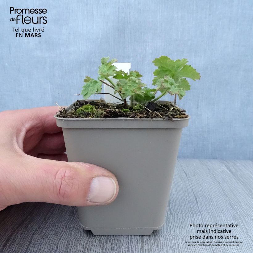 Geranio Vital - Geranio vivaz Maceta de 8/9 cm Ejemplar entregado en la primavera