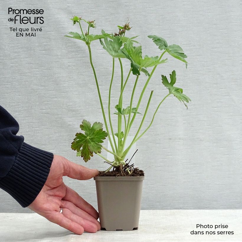 Geranio macrorrhizum Olympos - Geranio de los Balcanes Maceta de 8/9 cm Ejemplar entregado en la primavera