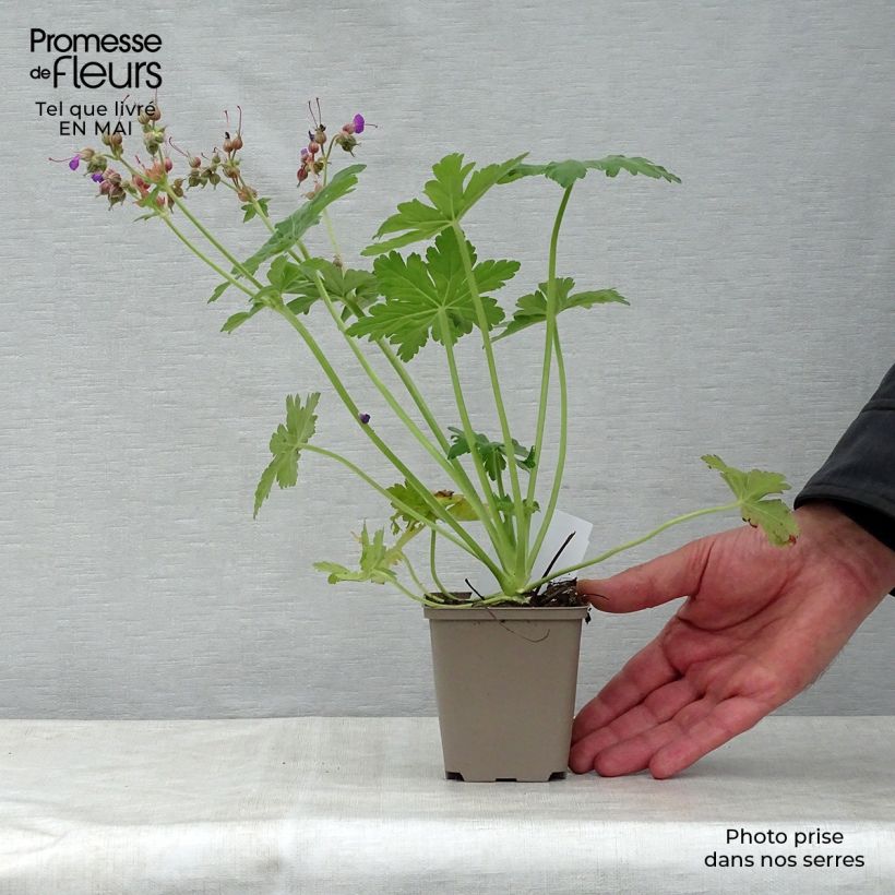Geranio macrorrhizum Bevan s Variety - Geranio bulgaro Maceta de 8/9 cm Ejemplar entregado en la primavera