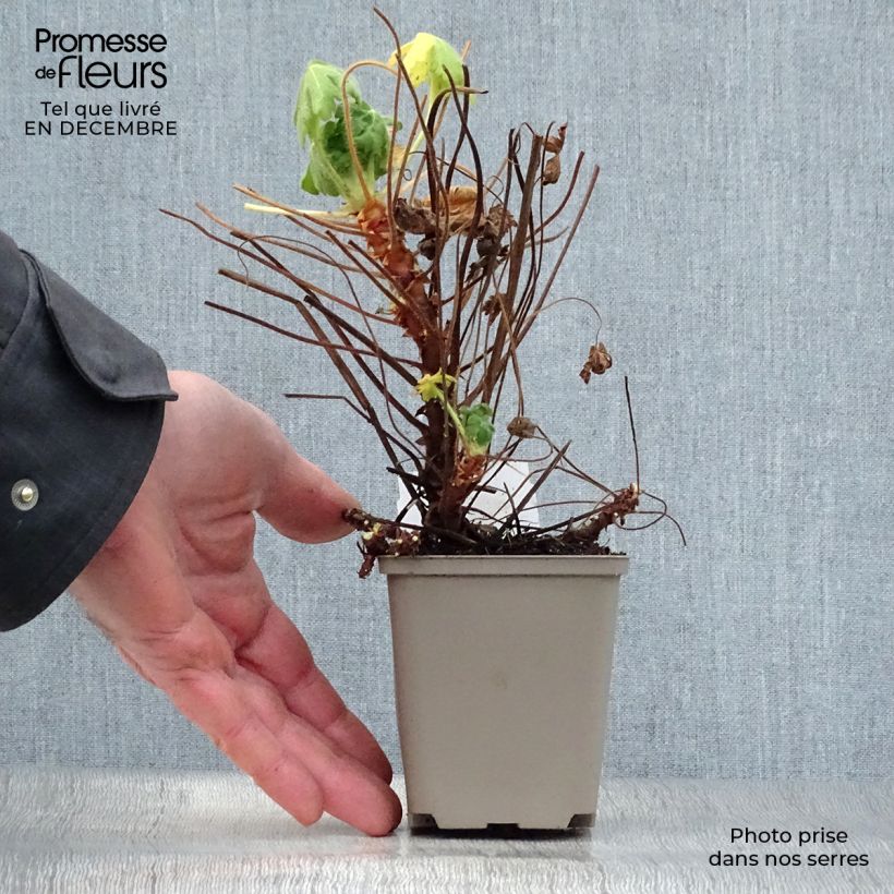 Geranio macrorrhizum Bevan s Variety - Geranio bulgaro Maceta de 8/9 cm Ejemplar entregado en invierno