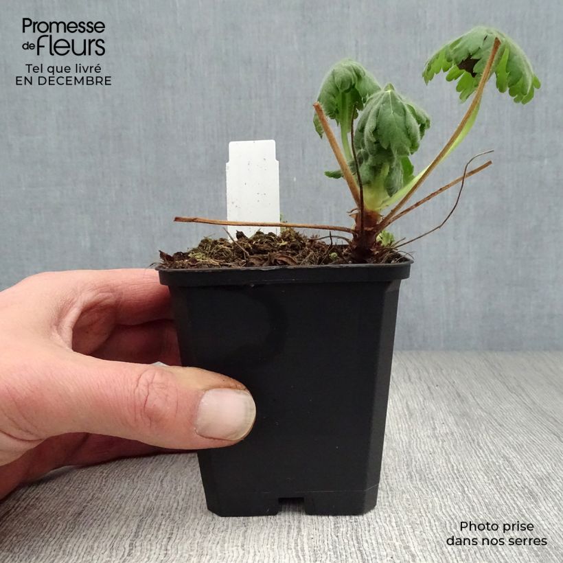 Geranio macrorrhizum Czakor - Geranio bulgaro Maceta de 8/9 cm Ejemplar entregado en invierno