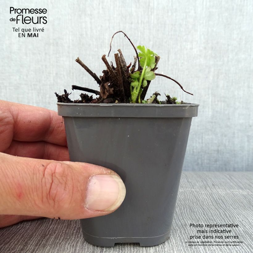 Geranio macrorrhizum Ingwersen's Variety - Geranio bulgaro Maceta de 8/9 cm Ejemplar entregado en la primavera