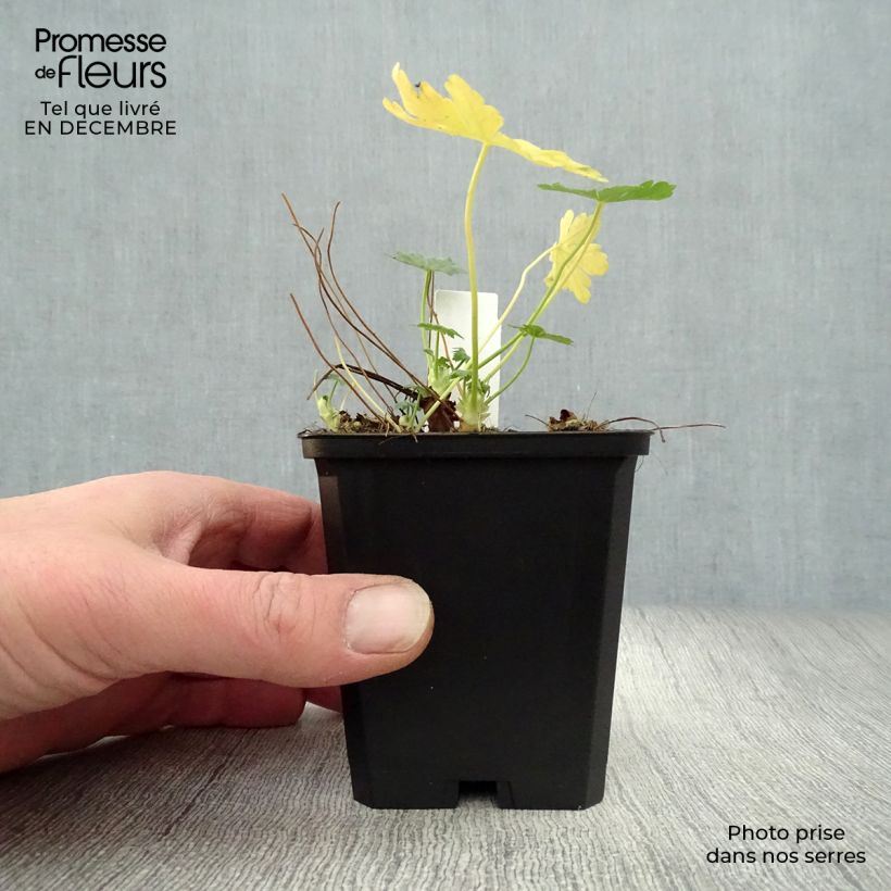 Geranio macrorrhizum Olympos - Geranio bulgaro Maceta de 8/9 cm Ejemplar entregado en invierno